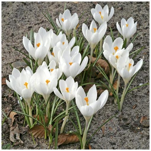 Crocus chrysanthus Snowbunting - Krókusz