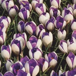Crocus Fantasy - Krókusz