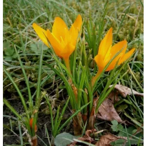 Crocus flavus ssp. flavus - Krókusz