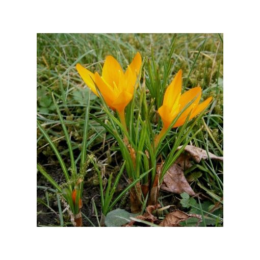 Crocus flavus ssp. flavus - Krókusz