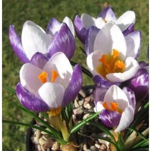 Crocus sieberi Hubert Edelsten - Krókusz