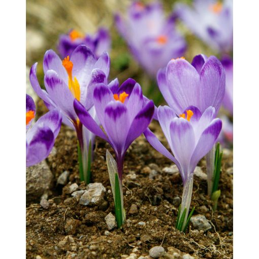 Crocus Harry Hay - Krókusz