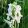 Dactylhoriza majalis ssp. calcifigiens