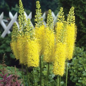 Eremurus Tap Dance - Korbácsliliom