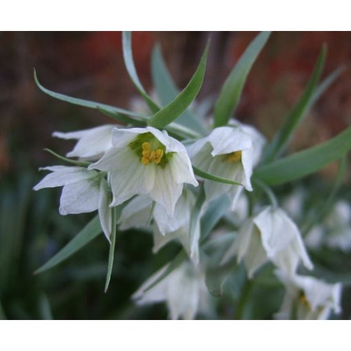 Fritillaria bucharica - Császárkorona