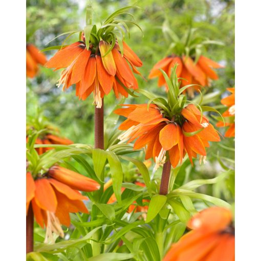 Fritillaria imperialis Orange Beauty - Császárkorona