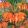Fritillaria imperialis Sunset - Császárkorona