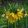 Fritillaria imperialis Yellow Beauty - Császárkorona