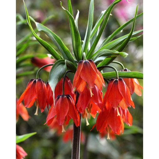 Fritillaria imperialis Red Beauty - Császárkorona