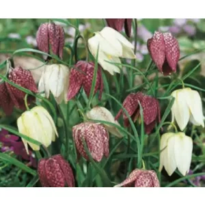 Fritillaria meleagris Mischung - Kockásliliom
