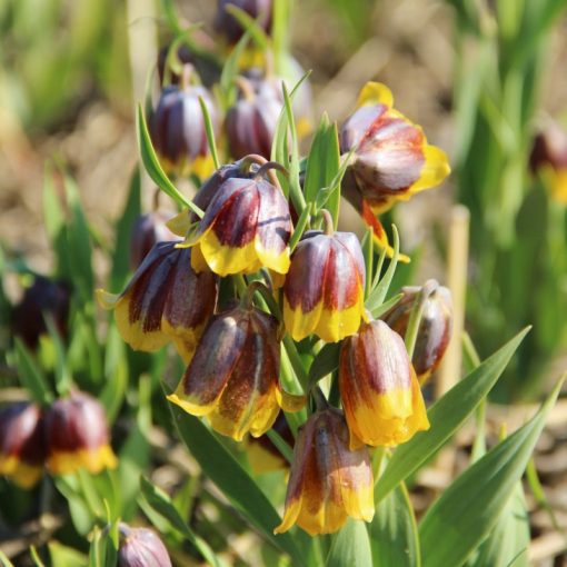 Fritillaria michailovskyi multiflora