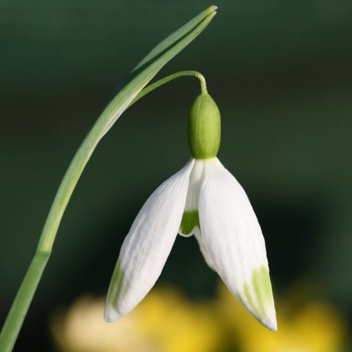 Galanthus plicatus Obelix - Hóvirág