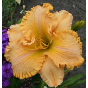 Hemerocallis Alexandria - Sásliliom