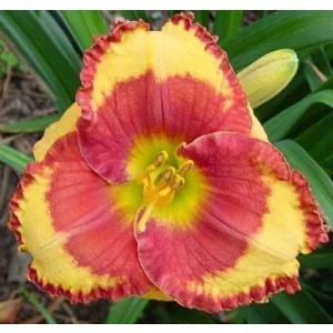 Hemerocallis Andy Candy - Sásliliom