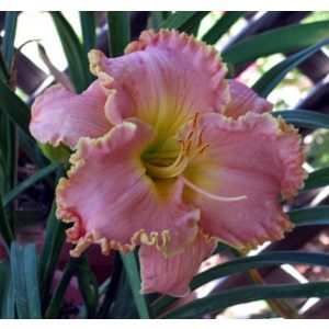 Hemerocallis Audrey Elaine Mccullough - Sásliliom