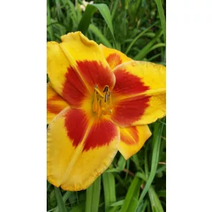 Hemerocallis Banzai - Sásliliom