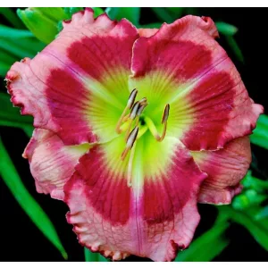 Hemerocallis Breakfast With Santa - Sásliliom