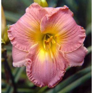 Hemerocallis Classic Romance - Sásliliom