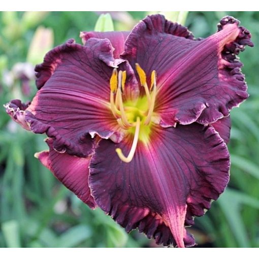 Hemerocallis Coit Tower - Sásliliom