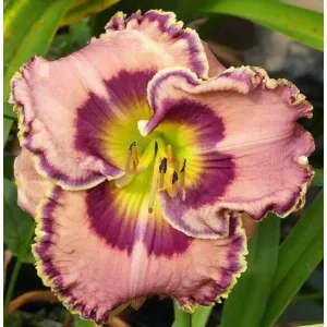 Hemerocallis Curb Appeal - Sásliliom