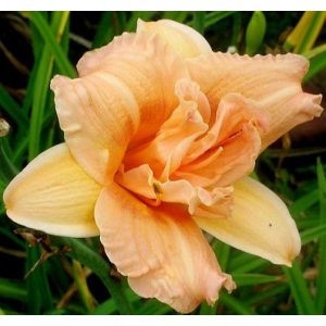 Hemerocallis Double Love - Sásliliom