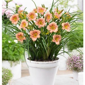 Hemerocallis Everydaylily Rose - Sásliliom