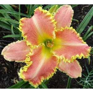 Hemerocallis Feeling Thorny - Sásliliom