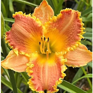 Hemerocallis Frisco Frolic - Sásliliom