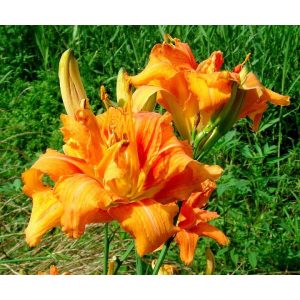 Hemerocallis Fulva Kwanzo - Sásliliom