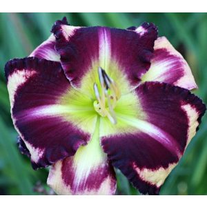 Hemerocallis Gertrude Stein - Sásliliom