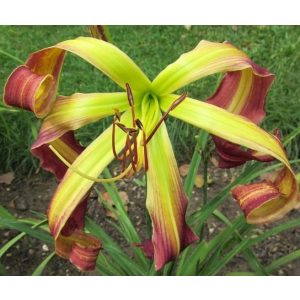 Hemerocallis Giant Spider - Sásliliom