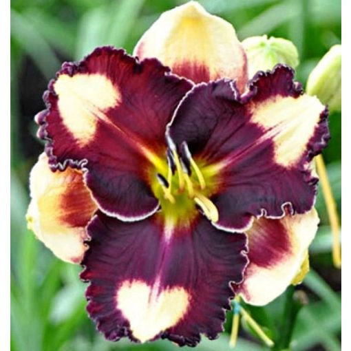 Hemerocallis Heartbreaker Alex - Sásliliom