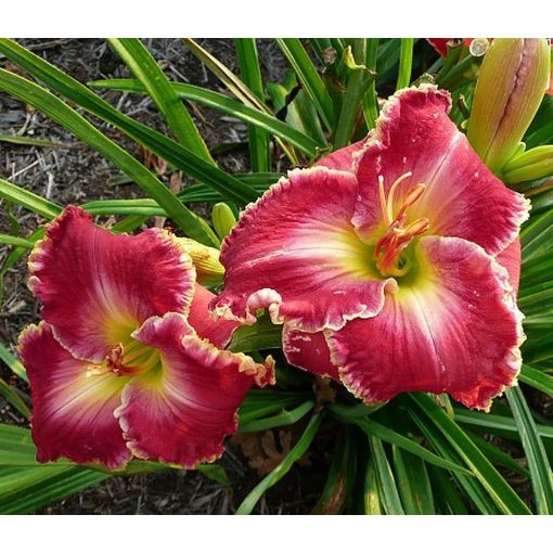 Hemerocallis Heartfelt Challenge - Sásliliom