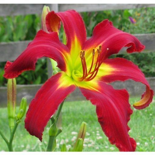 Hemerocallis Heavenly United We Stand - Sásliliom