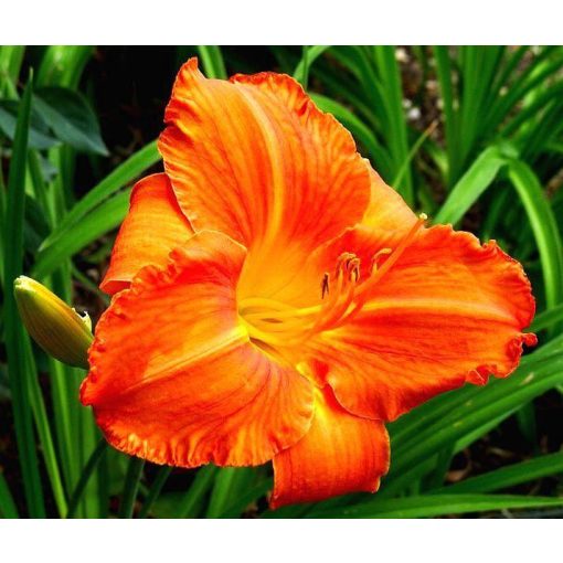 Hemerocallis Hot Bronze - Sásliliom