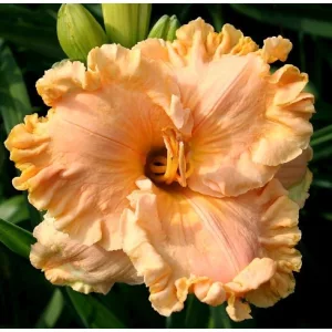 Hemerocallis How Beautiful Heaven Must Be - Sásliliom