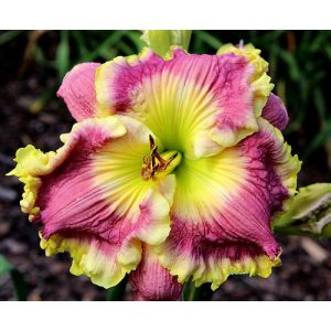 Hemerocallis Indigo Ruffles - Sásliliom