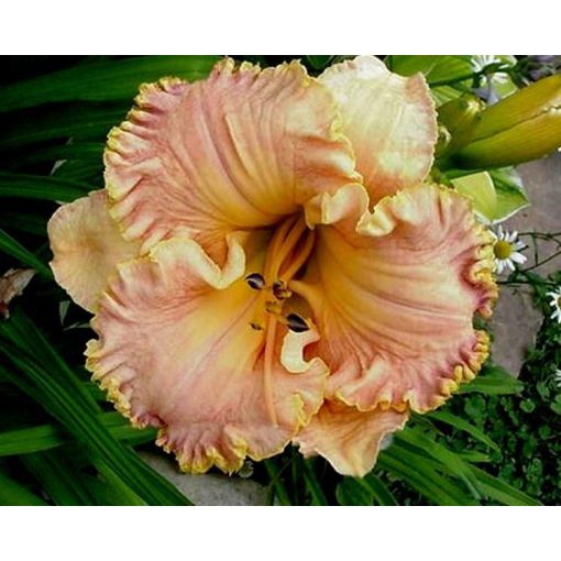 Hemerocallis Inherited Wealth - Sásliliom