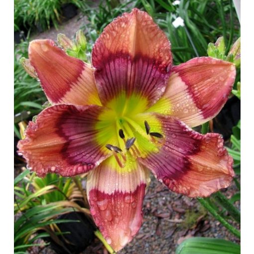 Hemerocallis Kaleidoscope Puzzle - Sásliliom