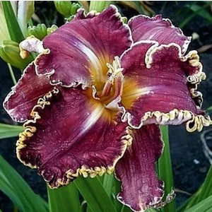 Hemerocallis King S Choice - Sásliliom
