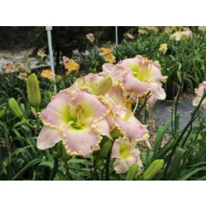 Hemerocallis Lake Champagne - Sásliliom