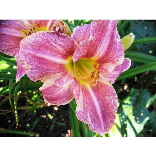 Hemerocallis Lavender Plicata - Sásliliom