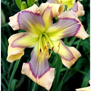 Hemerocallis Ledgewood S Calico Blues - Sásliliom