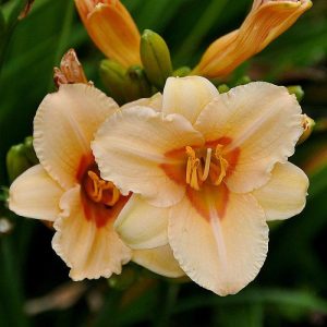 Hemerocallis Little Women - Sásliliom