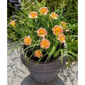 Hemerocallis Longfields Piglet - Sásliliom