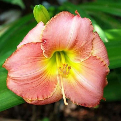 Hemerocallis Love That Pink - Sásliliom