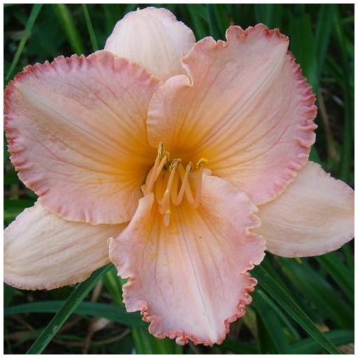 Hemerocallis Navigate The Sun - Sásliliom