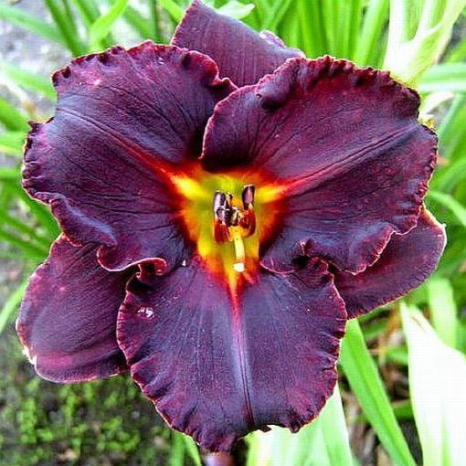 Hemerocallis Night Meteor - Sásliliom