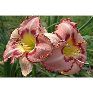 Hemerocallis Only Believe - Sásliliom