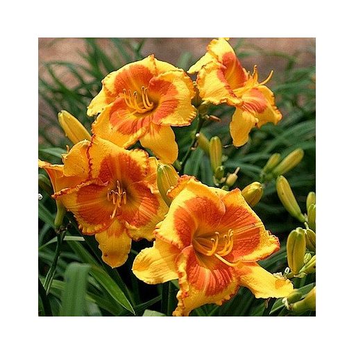 Hemerocallis Orange Blossom Special - Sásliliom